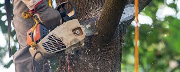 Best Lawn Maintenance Plans  in Marlinton, WV