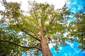 Best Tree Disease Treatment  in Marlinton, WV