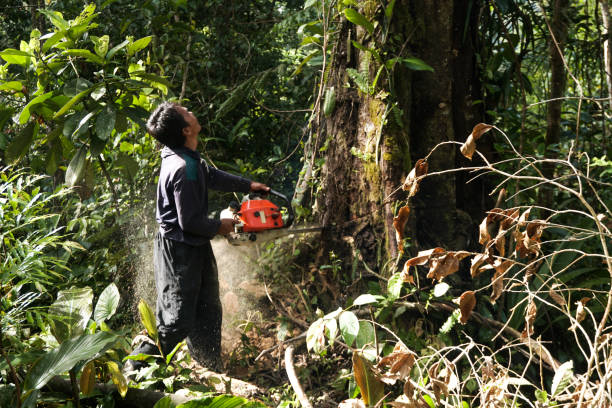 Best Commercial Tree Services  in Marlinton, WV