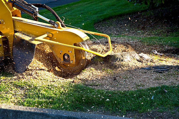 Lawn Drainage Solutions in Marlinton, WV