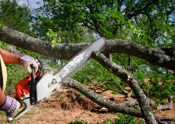 Best Fruit Tree Pruning  in Marlinton, WV
