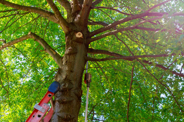 Reliable Marlinton, WV Tree Services Solutions